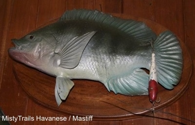 A fish is hanging on a plaque on a wall and it is placed to the left. There is a hook on its backside.