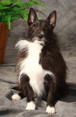 A perk-eared, black with white Shelestie is sitting on a grey backdrop, it is looking forward and there is a potted plant in the back left corner. The dog has longer hair on its chest and cheeks.