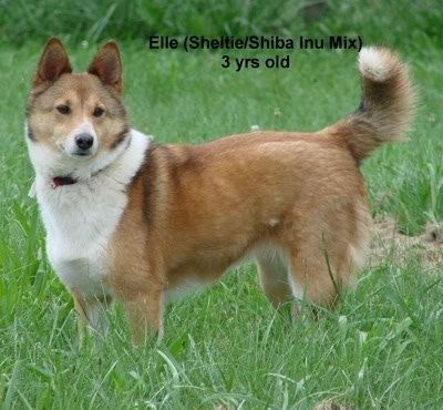 The left side of a tan and white with brown Sheltie Inu dog that is standing across grass and it is looking forward. Its tail is in the air. It has perk ears and its body is mostly tan with a white chest.