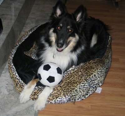 A long-haired, perk-eared, black with tan and white Sheltie Shepherd dog is laying on a dog bed, it is looking up, its mouth is slightly open and there is a soccer ball on its front paws. The dog looks happy.