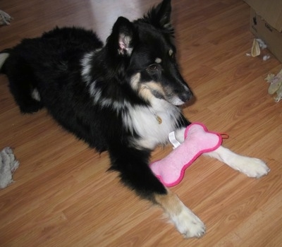 The front right side of a longhaired, perk eared, black with tan and white Sheltie Shepherd is laying on a hardwood floor and it is looking to the right. It is surounded by ripped tissues and dog toys and laying across its front paws is a plush pink bone.