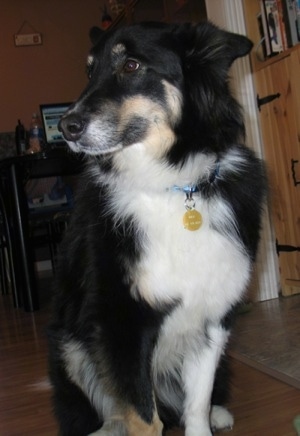 Close up front view - A long haried black with tan and white Sheltie Shepherd dog with a long snout sitting across a hardwood floor looking to the left.