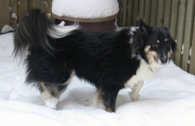 The right side of a long haried, black with tan and white Sheltie Shepherd dog standing in snow looking at the camera. There is a wooden privacy fence behind it.