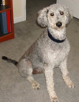 A tall, shaved, curly coated, grey and white Shepadoodle is sitting across a carpet, it is looking up and forward. It has wide round eyes and fluffy drop ears that hang down to the sides.