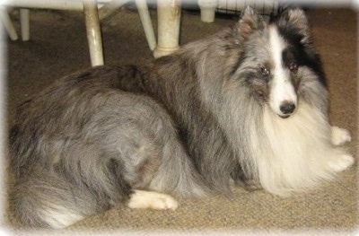 The right side of a very thick coated, grey, white and black Shetland Sheepdog that is laying across a carpet and it is looking forward.