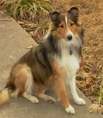 The right side of a black,tan and white Shetland Sheepdog that is sitting across a sidewalk and it is looking forward.