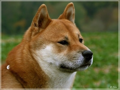 Close up - A thick coated, reddish-brown and white Shiba Inu is sitting on grass and it is looking to the right. The dog has small perk ears.