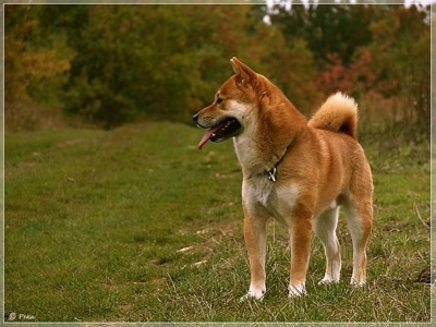 Front view - A brown with white Shiba Inu is standing in grass, it is looking to the left and it is panting. It has a thick coat and a fluffy tail that curls up over its back.