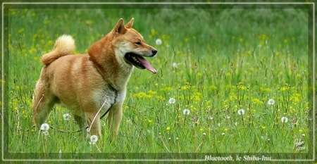 The right side of a brown with white Shiba Inu that is standing in an unkempt field looking to the right and it is panting. The dog is squinting its eyes, has small ears and a ring tail that is curled tightly over its back.