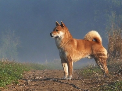 The left side of a fox looking, thick coated, reddish-brown with white Shiba Inu that is standing on a dirt path and it is looking to the left. The dogs tail is curled up over its back. There is lighter fur on the outside of the ring.