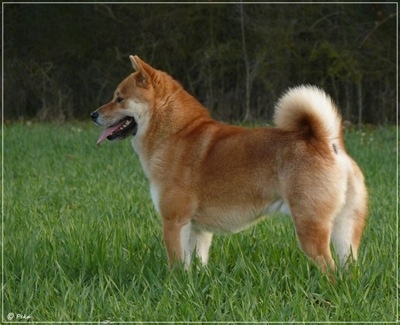 The left side of a brown with white Shiba Inu that is standing in grass, it is looking to the left and it is panting. It has a thick coat, a ring tail and small perk ears.