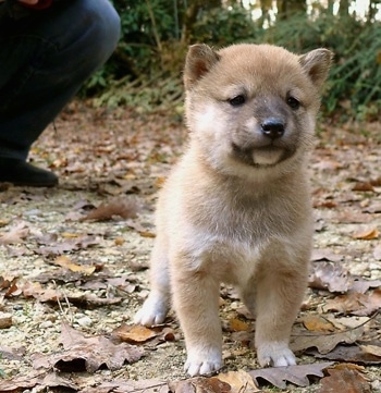 Close up front view - A tan Shiba Inu puppy is standing on a dirt path that is covered in leaves. It has a thick coat and small perk ears with small squinty eyes.