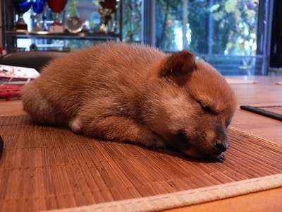 Close up - A fuzzy tan Shiba Inu puppy is sleeping on a bamboo mat that is on a table in a house.