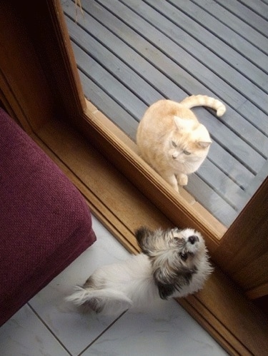 Top down view of a small white with tan and black ShiChi puppy that is sitting in a room in front of a closed door. It is looking up at the door handle. There is an orange cat sitting on the opposite side of the door on a brown wooden deck.