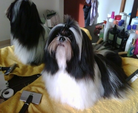 A well-groomed, long coated, black and white Shih-Tzu is standing on a yellow towel, it is looking up and to the left. There is a mirror and a lot of grooming supplies behind it.