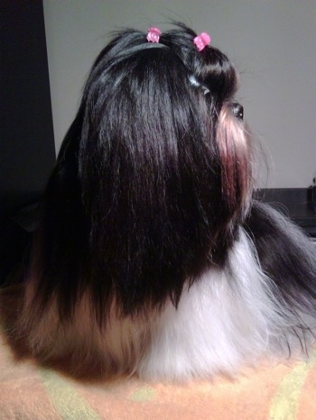 Close up front view with the dogs head facing the right - A well groomed long coated, black with white and brown Shih-Tzu is standing on a towel, it has two pink ribbons in its hair.