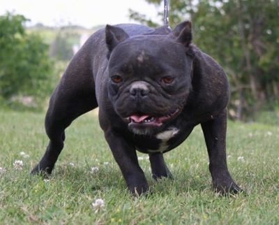 A low to the ground, wide chested, black with white Shorty Bull dog is standing in grass looking down. Its mouth is open and its tongue is sticking out. Its ears are cropped to a small point.