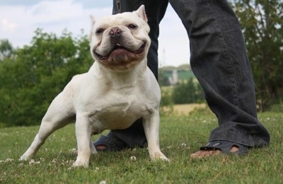 Front side view - A wide chested, shorthaired, white Shorty Bull dog is standing across grass and it is looking forward and it looks like it is smiling. Its mouth is very wide and looks like the Joker from Batman. There is a person standing behind it in the grass. It has small pointy croped perk ears.