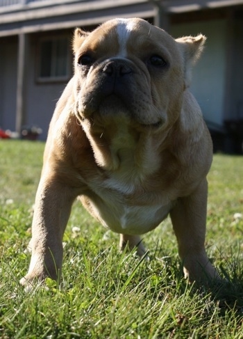 Close up front view - A tan with white Shorty Bull puppy is standing in grass and it is looking forward. The dog has small ears that are cropped to a point and a wide thick body with a round head.