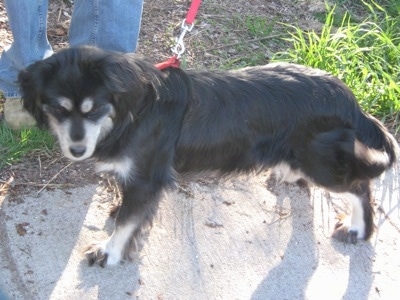 The left side of a thick coated, black with tan Siberian Cocker dog is standing on a sidewalk and it is looking forward.