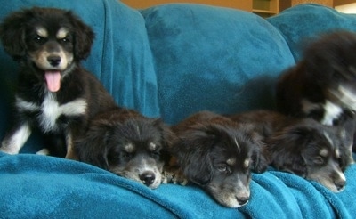 A litter of thick coated Siberian Cocker puppies all lined up sitting and laying on a blanket. The left most puppy is looking forward, its mouth is open and its tongue is out.
