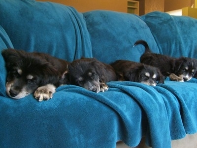 A litter of Siberian Cocker puppies are laying down on a blanket draped over a couch. Two of the dogs are sleeping and two are laying down with their eyes open. The end pup is in a laying down play bow pose.
