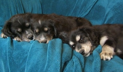 A litter of Siberian Cocker puppies are laying down on a teal-blue blanket placed over a couch. Two of the puppies are sleeping and one is looking forward.