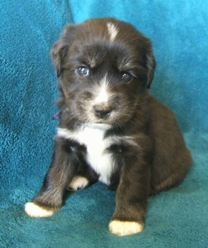 Close up - A small, young black with tan and white Siberian Cocker puppy is sitting across a teal-blue blanket and it is looking forward. The dog has dark eyes.
