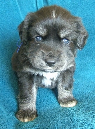 Front view - A young black with white Siberian Cocker puppy is sitting on a teal-blue blanket and it is looking up. Its eyes are blue.