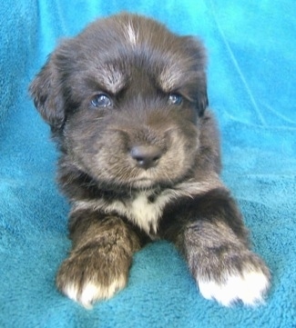 Close up front view - A black with tan and white Siberian Cocker puppy is laying on a teal-blue blanket looking forward.