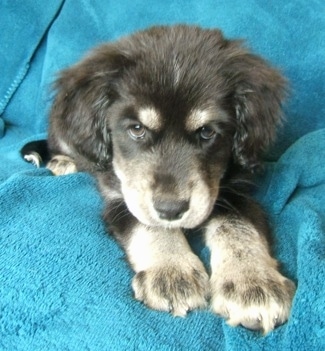 Close up front view - A black with grey and white Siberian Cocker puppy is laying on a couch and it is looking forward. It has a lot of fluffy fur on its ears and brown eyes.