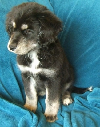 Close up front side view - A black with tan and white Siberian Cocker puppy is sitting on a teal-blue blanket covered over a couch. It is looking down and to the left. It has thicker fluffy hair on its ears and top of its head.