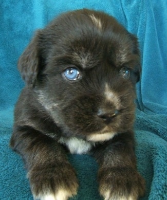 Close up front view - A young black with tan and white Siberian Cocker puppy with bright blue eyes is laying on a teal-blue blanket placed over a couch and it is looking forward.