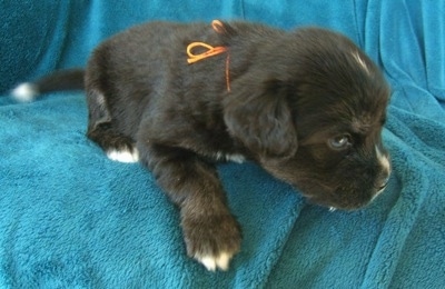 The front left side of a black with tan and white Siberian Cocker puppy that is standing at the edge of a couch with a teal-blue blanket draped over it. It is looking to the right. The puppy has an orange string tied around its neck.