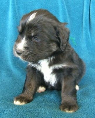 A young black with white and tan Siberian Cocker puppy is sitting on a teal-blue blanket draped over a couch and it is looking to the left.