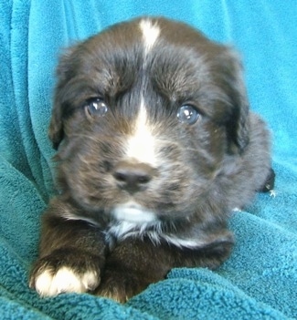 Close up front view - A black with white and tan Siberian Cocker puppy is laying across a blue blanket and it is looking forward. It has dark blue eyes.