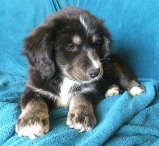 Front view - A fluffy black with tan and white Siberian Cocker puppy is laying on a teal-blue blanket and it is looking down and to the right.