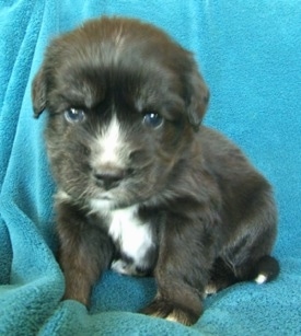 Close up - A black with tan and white Siberian Cocker puppy is sitting on a blue blanket, its head is slightly tilted and it is looking forward. 