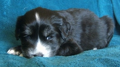 The right side of a black with tan and white Siberian Cocker puppy that is laying down on a blue blanket and it is looking forward. It has sleepy looking eyes.