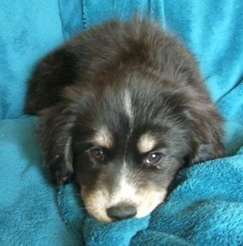 Close up front view - A furry black with tan and white Siberian Cocker puppy is laying on a bunched up area of a blue blanket that is draped over a couch.