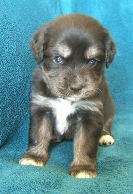 Front view - A young brown with tan and white Siberian Cocker puppy is sitting next to the arm of a couch with a blue blanket draped over it. The puppy is looking down. The pup looks like it has a serious look on its face.