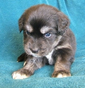 Front view - A young black with tan and white Siberian Cocker puppy is laying on a blue blanket and it is looking down. The pup has dark blue eyes.