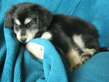Side view - A fluffy black with tan and white Siberian Cocker puppy is laying on a bunched up bright blue blanket that is draped over a couch and it is looking forward.