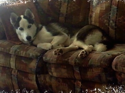 A black and white Siberian Husky is laying across a couch and it is looking forward.