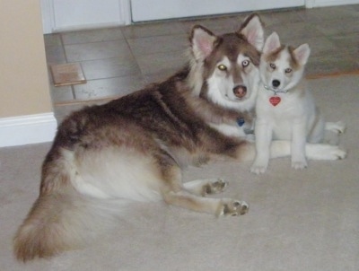 The right side of Siberian Indian Dog that is laying on a rug and there is a Siberian Indian puppy sitting near its head. The dogs are looking forward. Both dogs have golden brown eyes.