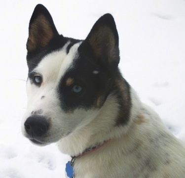 Close up head shot - A perk-eared, blue-eyed, white with black and tan Siberian Shiba dog is sitting in snow and it is looking back at the camera.