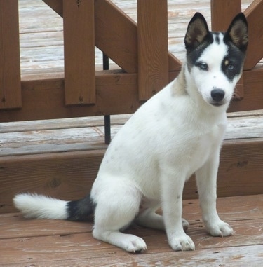 Front side view - A distinct colored white with black Siberian Shiba is sitting across a hardwood porch and it is looking forward. It has small perk ears and blue eyes.