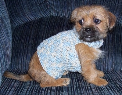 The right side of a wiry looking, tan with black Silkinese puppy that is wearing a light blue knit sweater. It is looking to the left.