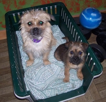 Two Silky Pug puppies are sitting in a green plastic basket bin with a light blue blanket under them and they are looking up. One dog is cream in color and the other is a darker brown and black.