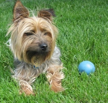 Close up front view - A black and tan Silky Terrier dog is laying on grass and to the right of it is a blue ball. The dog has perk ears and a long coat.